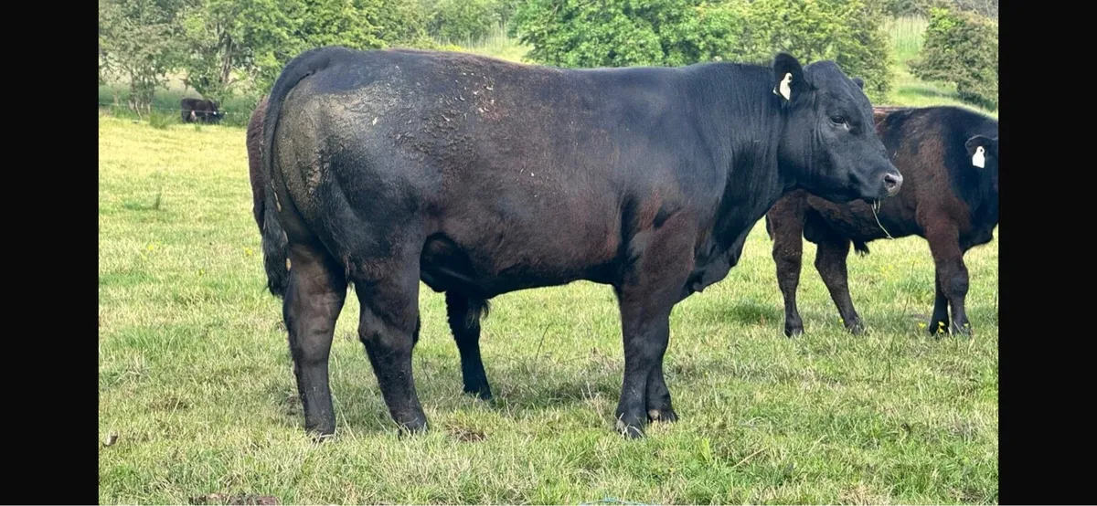 Angus Bulls - Image 2