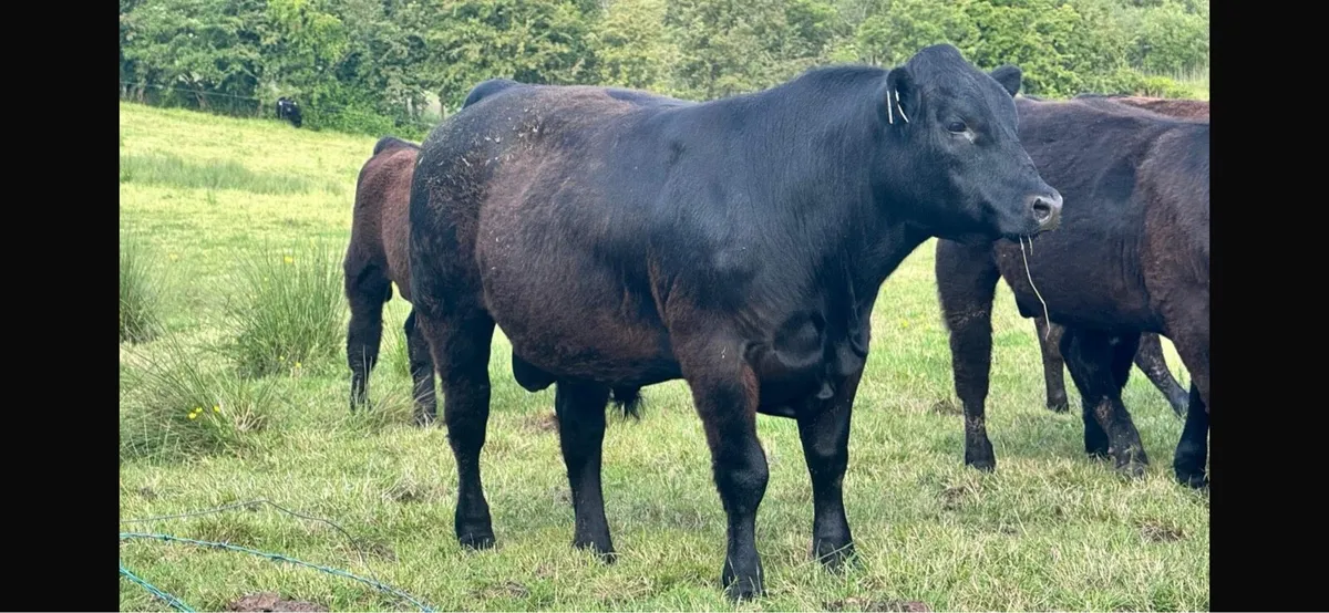 Angus Bulls - Image 3