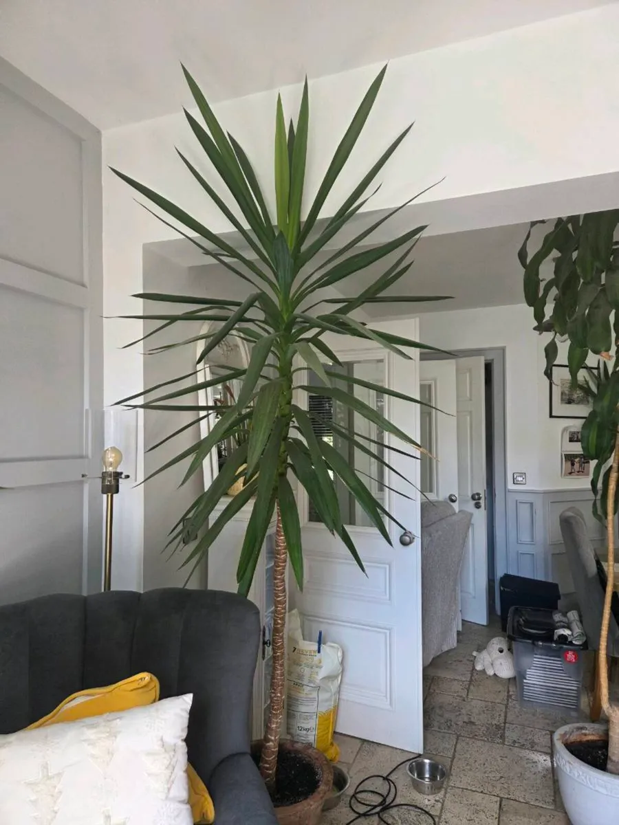 Yucca - Image 1