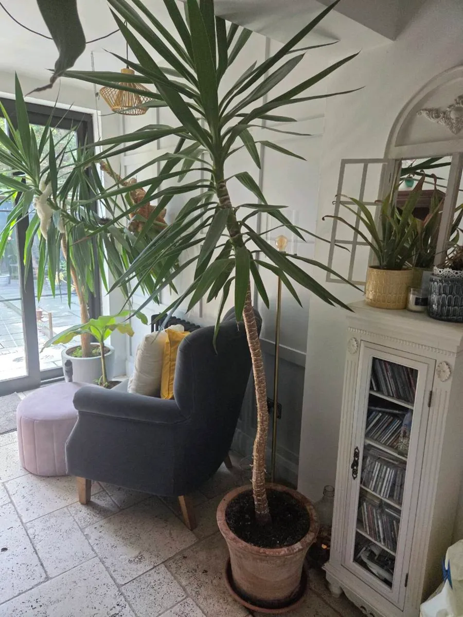 Yucca - Image 2