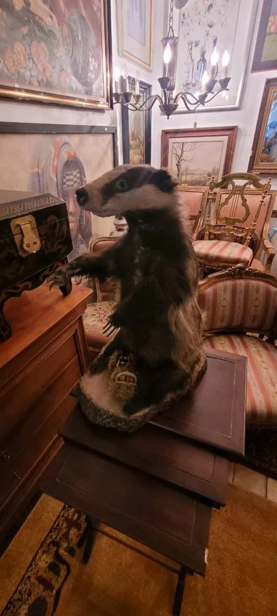 Taxidermy. 150 eu.each - Image 1
