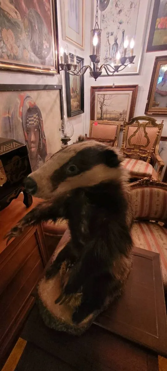 Taxidermy. 150 eu.each - Image 2