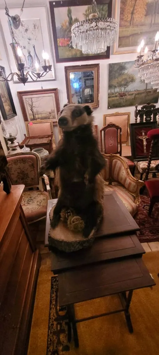Taxidermy. 150 eu.each - Image 3