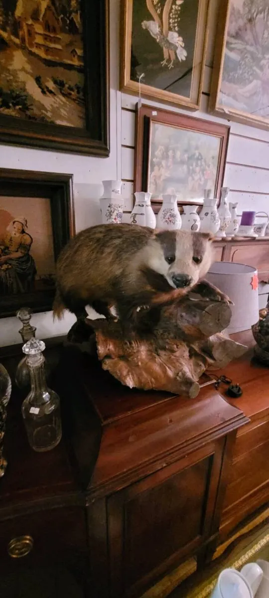 Taxidermy. 150 eu.each - Image 4