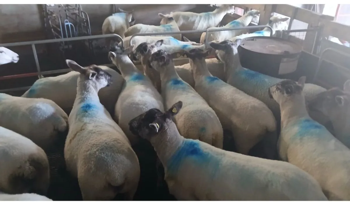 For Sale: Brown Suffolk Cross Hoggets - Image 1