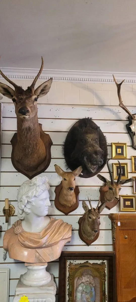 Taxidermy - Image 1