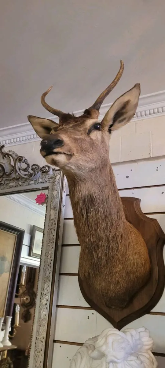 Taxidermy - Image 2