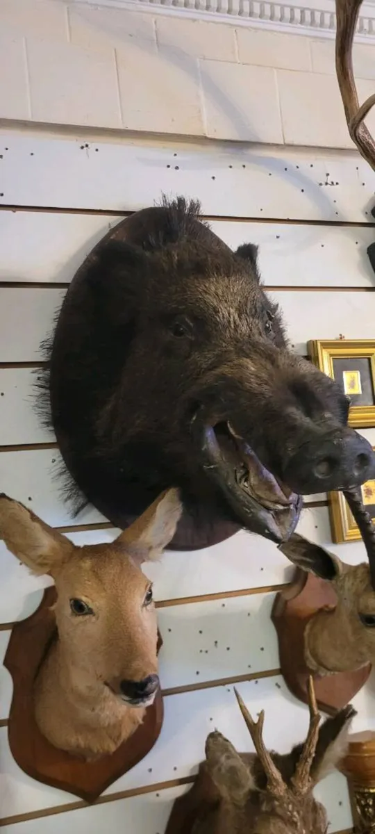 Taxidermy - Image 3