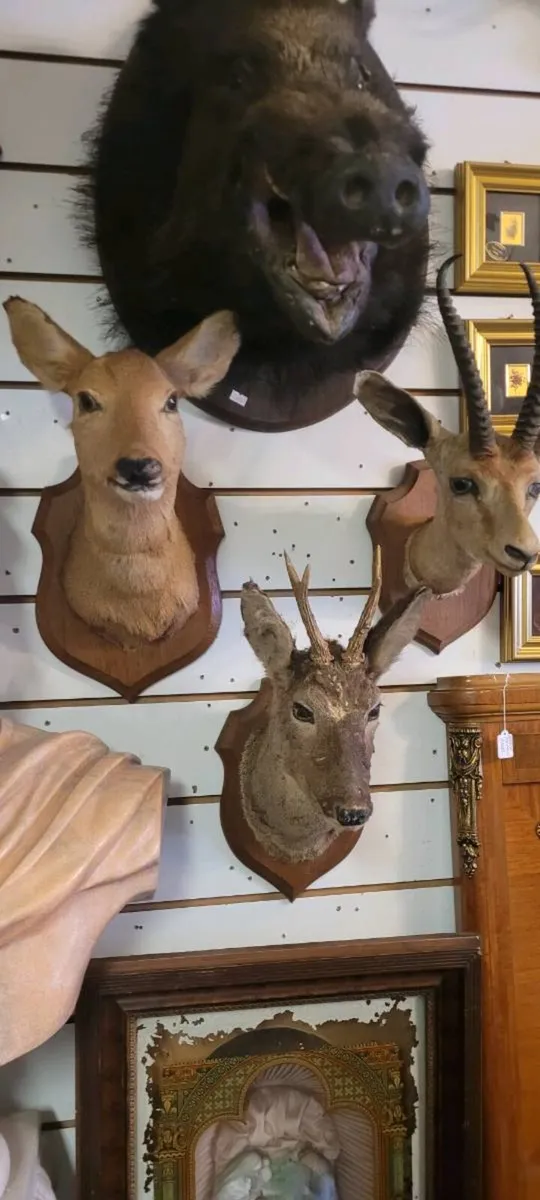 Taxidermy - Image 4