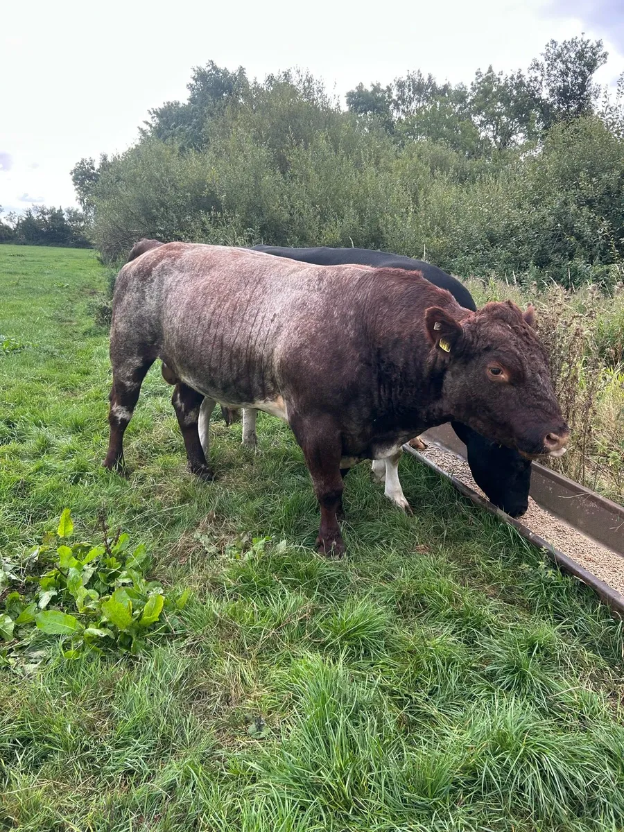 Shorthorn bull - Image 2