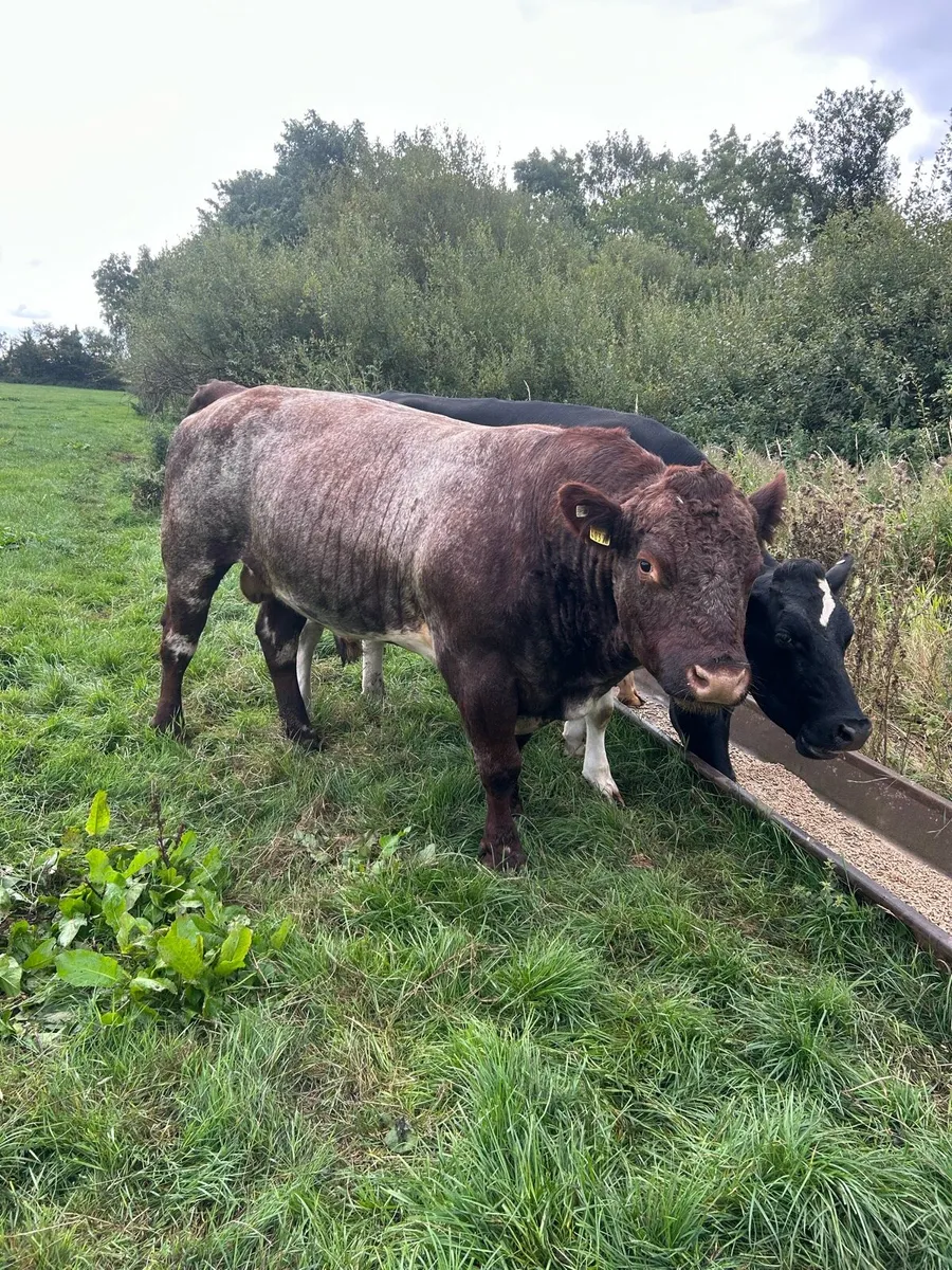 Shorthorn bull - Image 3