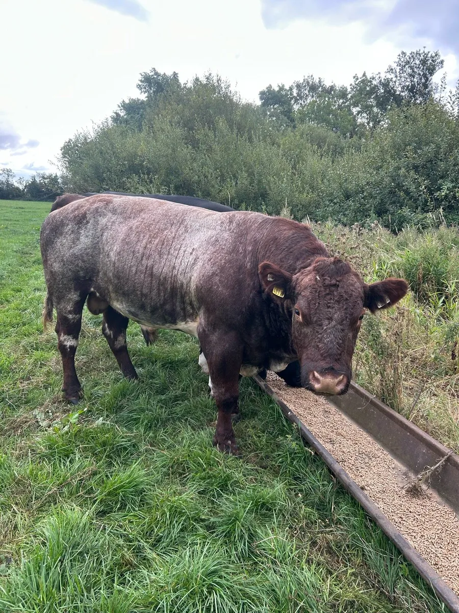 Shorthorn bull - Image 1