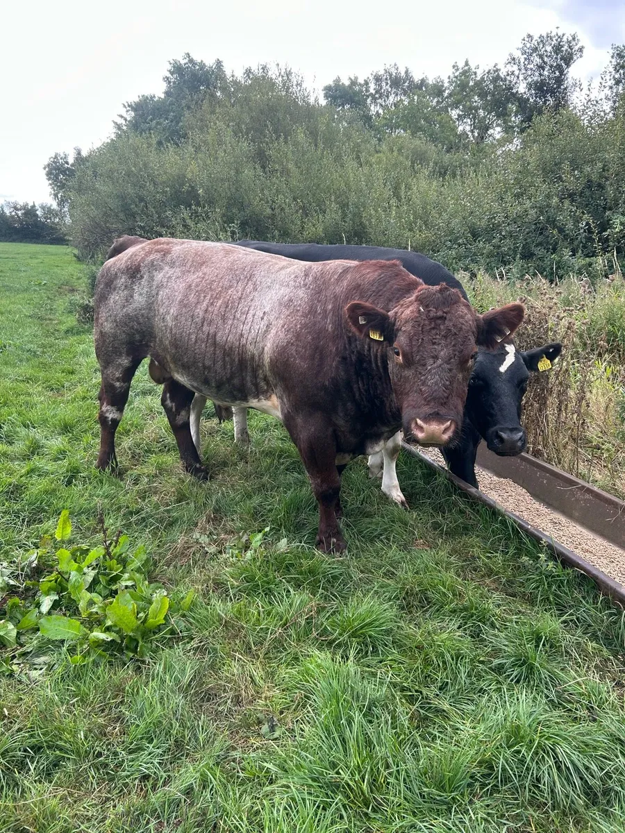 Shorthorn bull - Image 4
