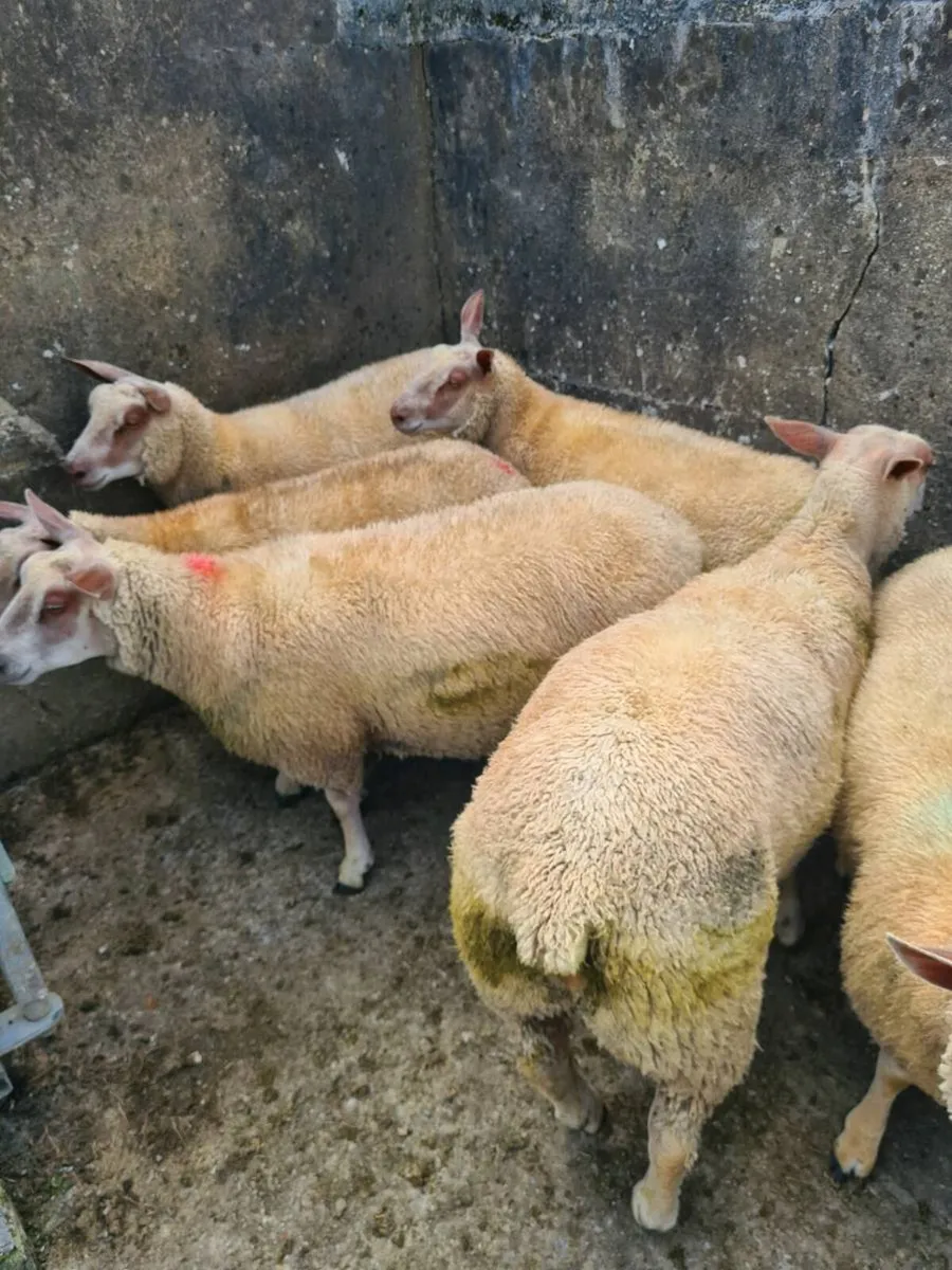 Charollais ewe lambs for sale - Image 1
