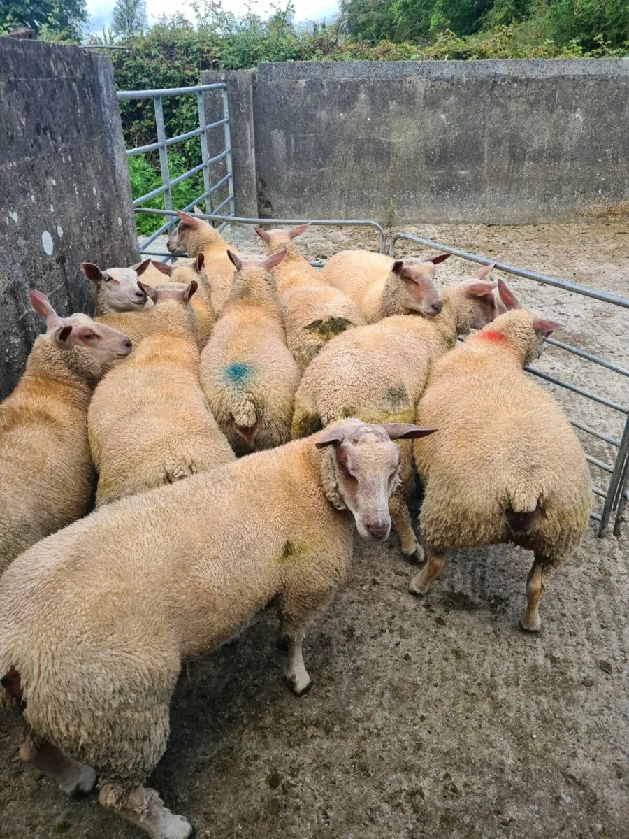 Charollais ewe lambs for sale - Image 2