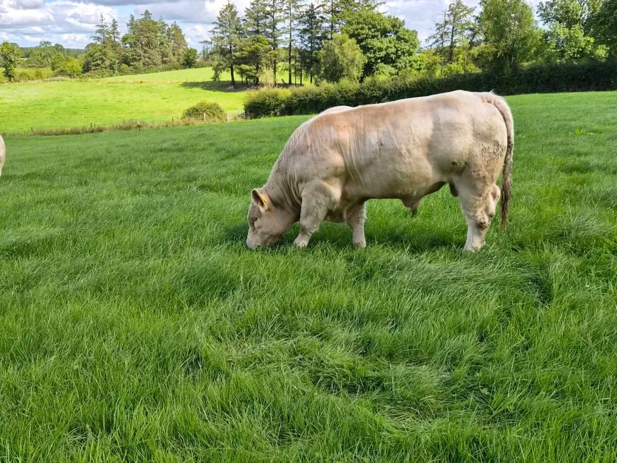 Pedigree CH Bull - Image 2