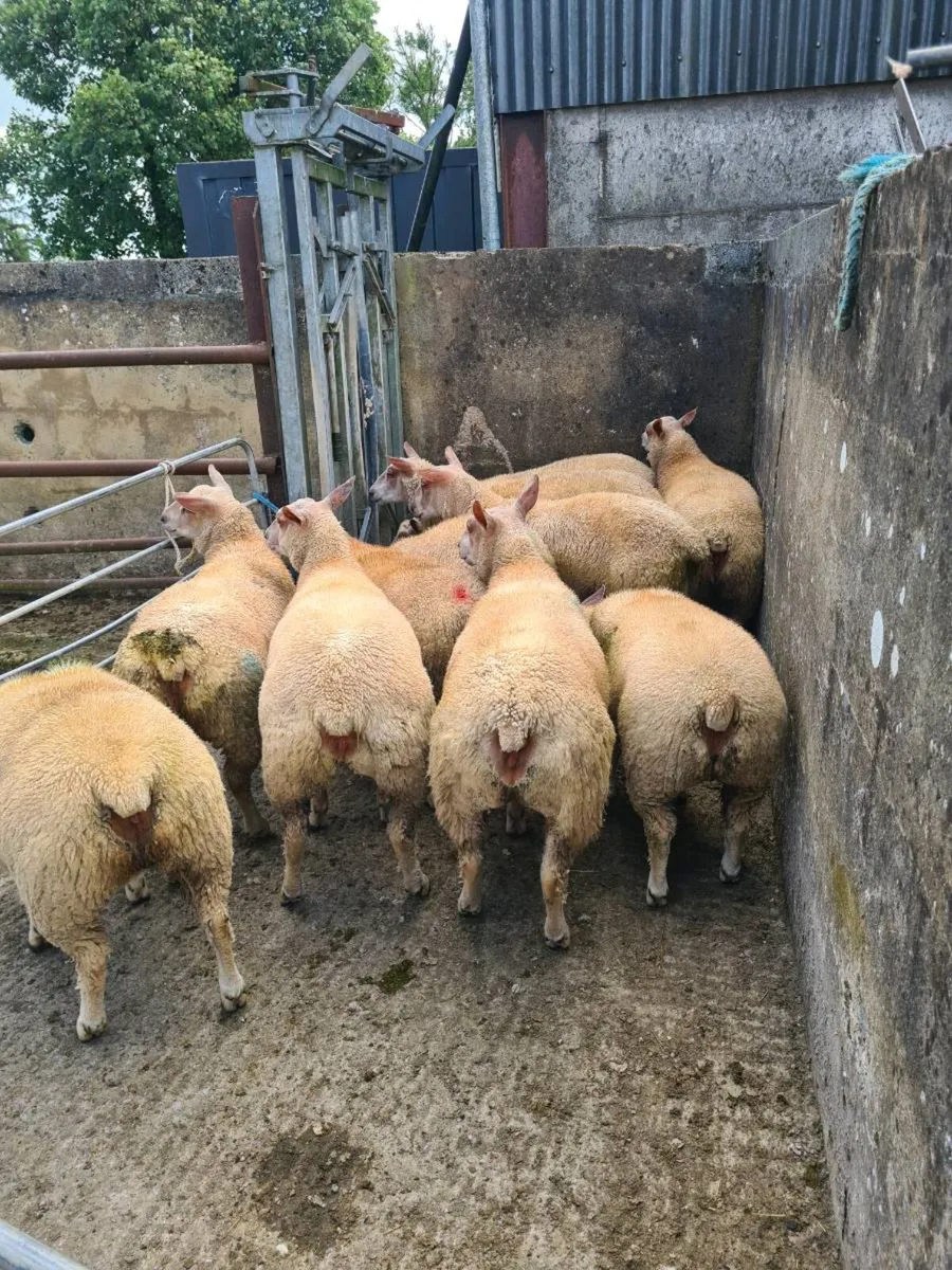Charollais ewe lambs for sale - Image 3