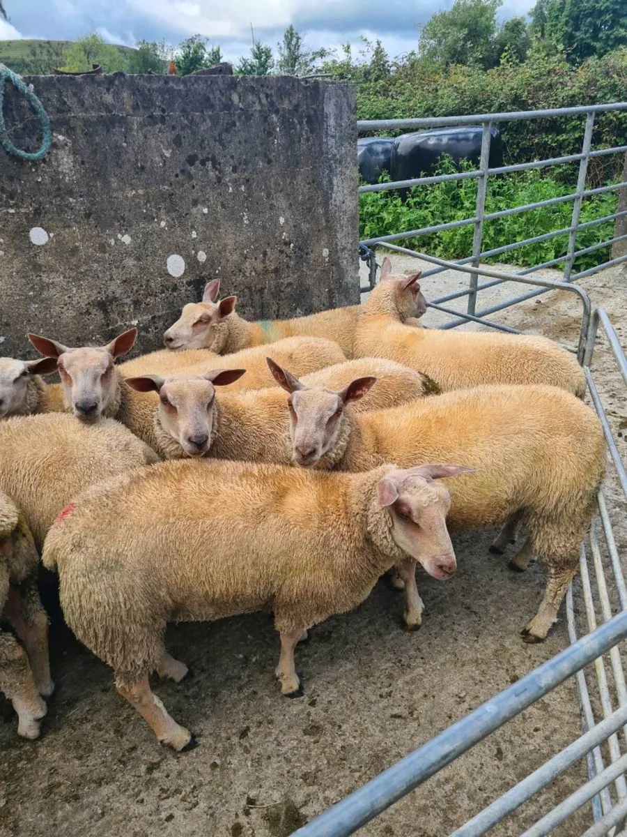 Charollais ewe lambs for sale - Image 4