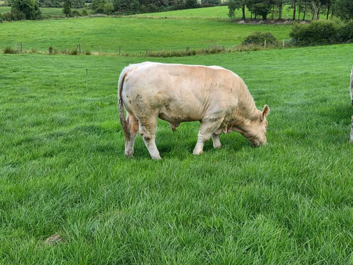 Pedigree CH Bull - Image 4