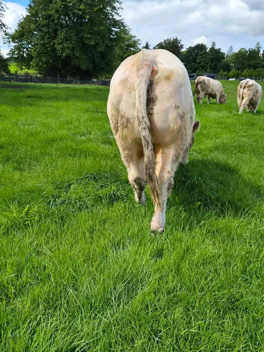 Pedigree CH Bull - Image 3