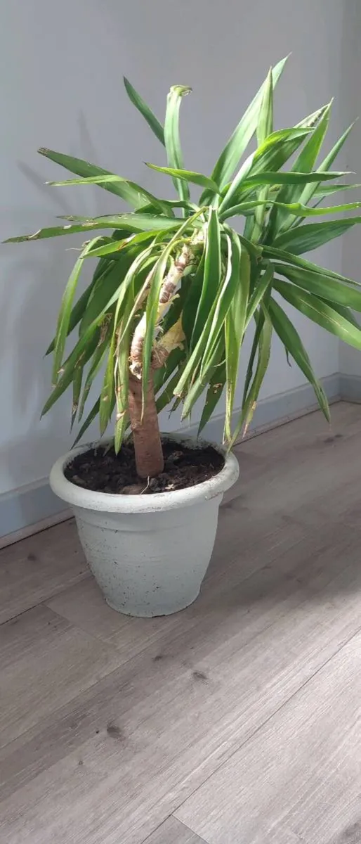Yuka plant - Image 1