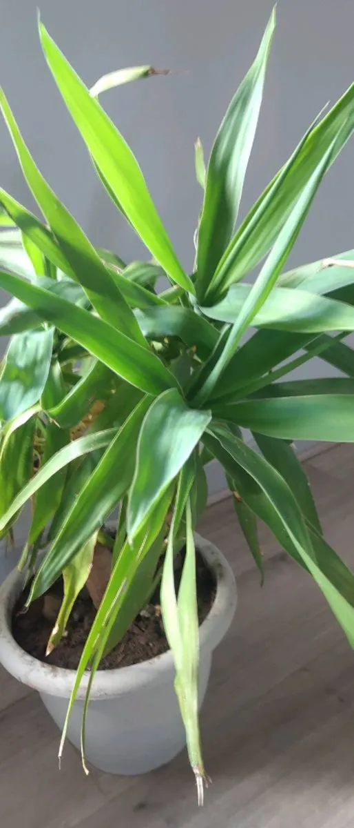Yuka plant - Image 2