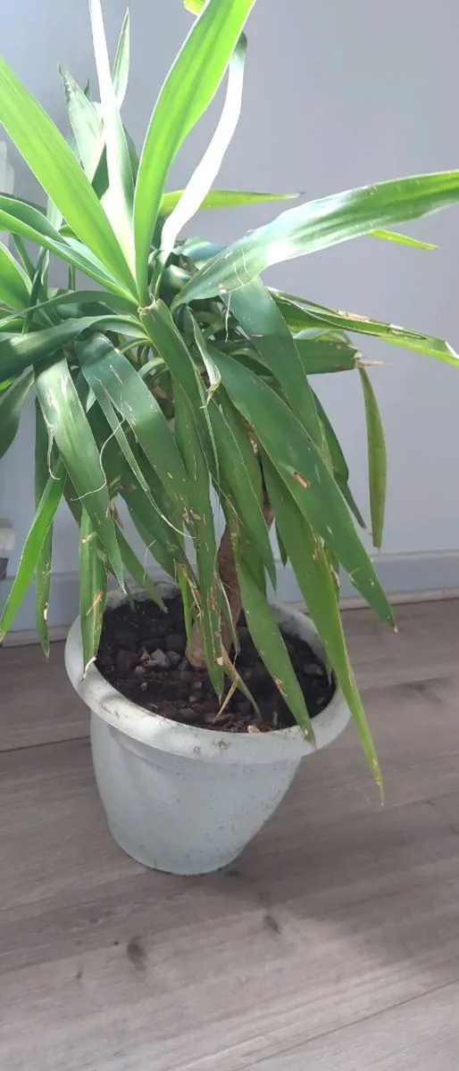 Yuka plant - Image 3