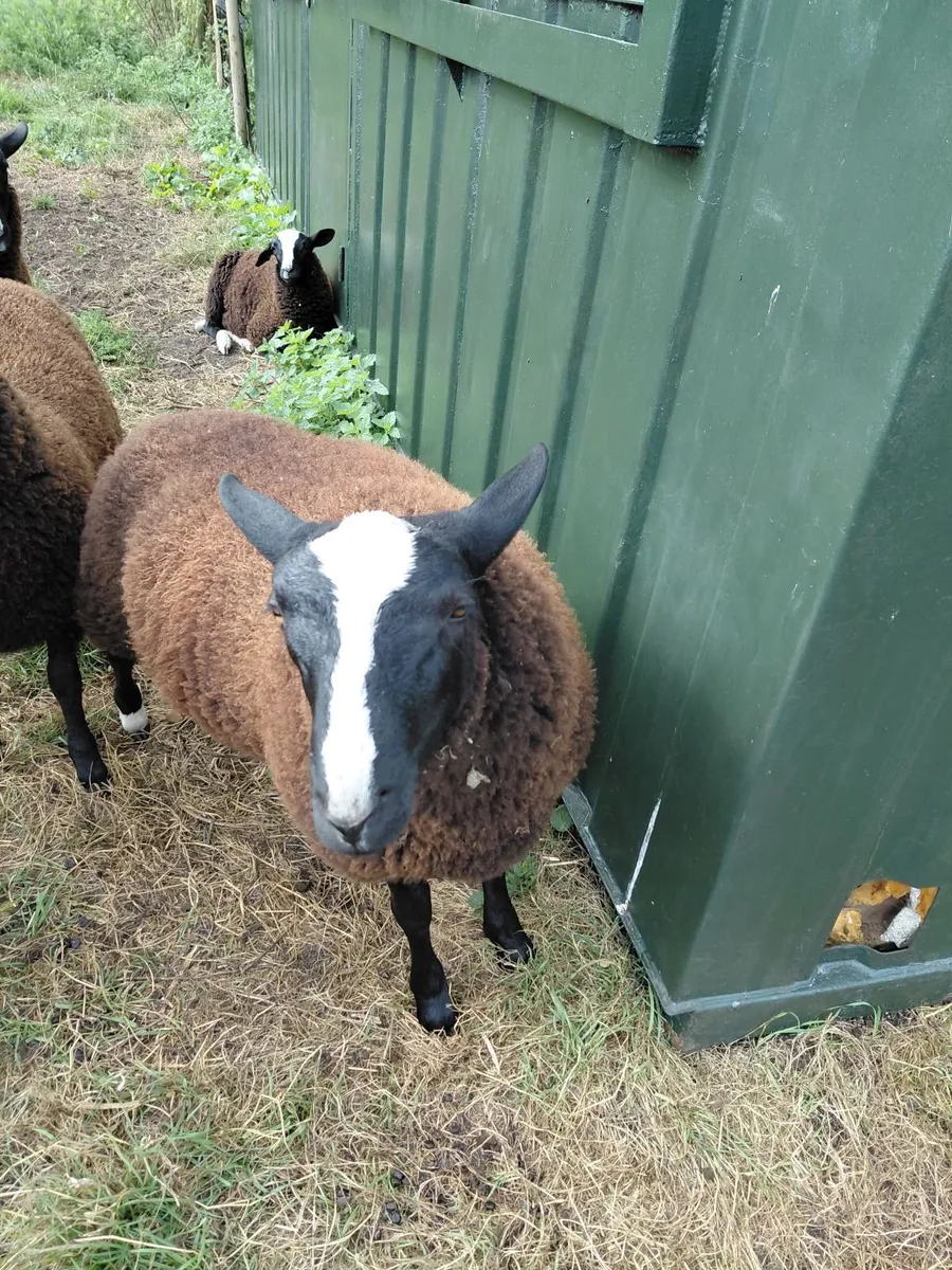 Zwartble Sheep - Image 1