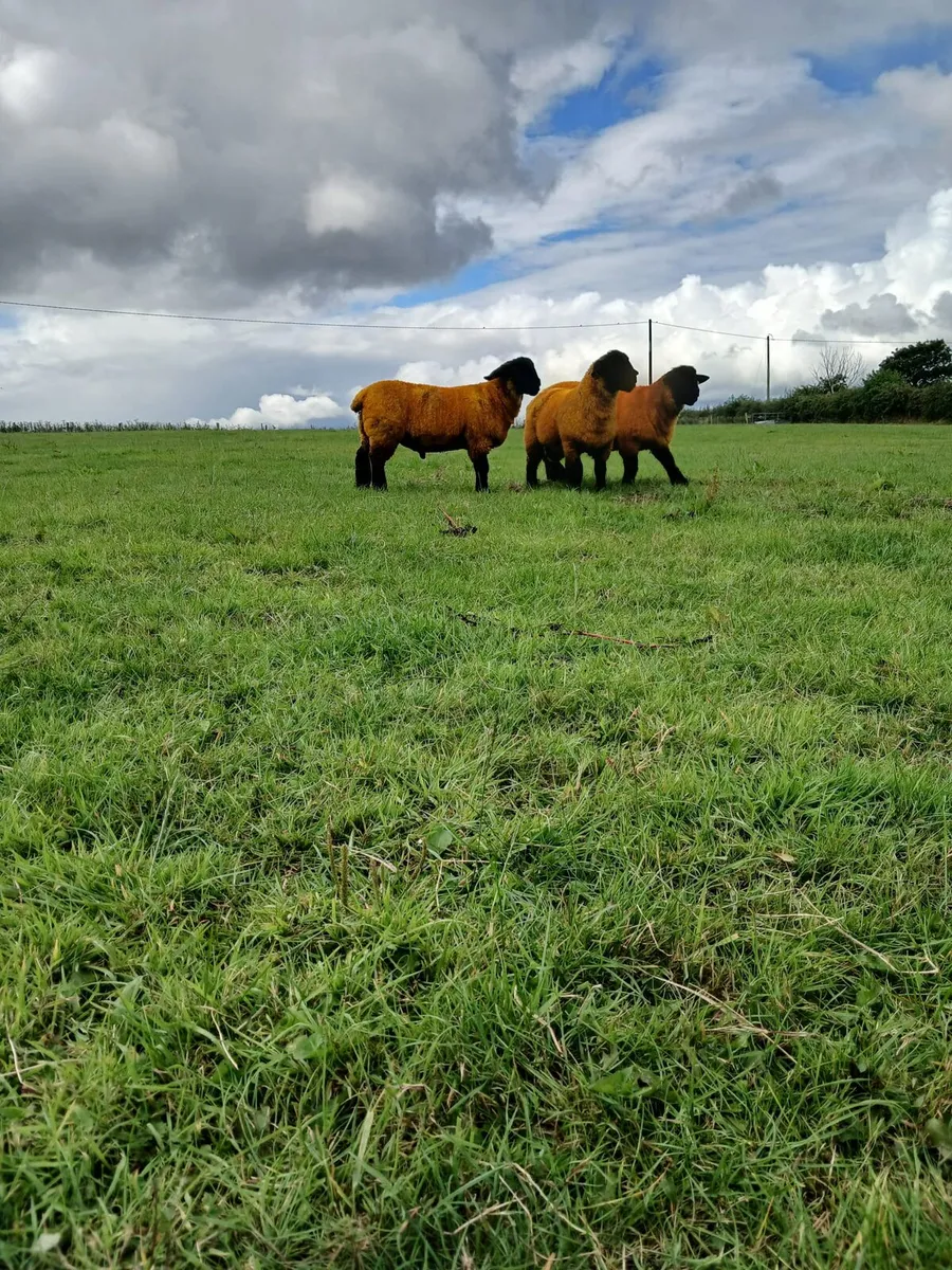 PEDIGREE SUFFOLK RAM LAMBS - Image 1