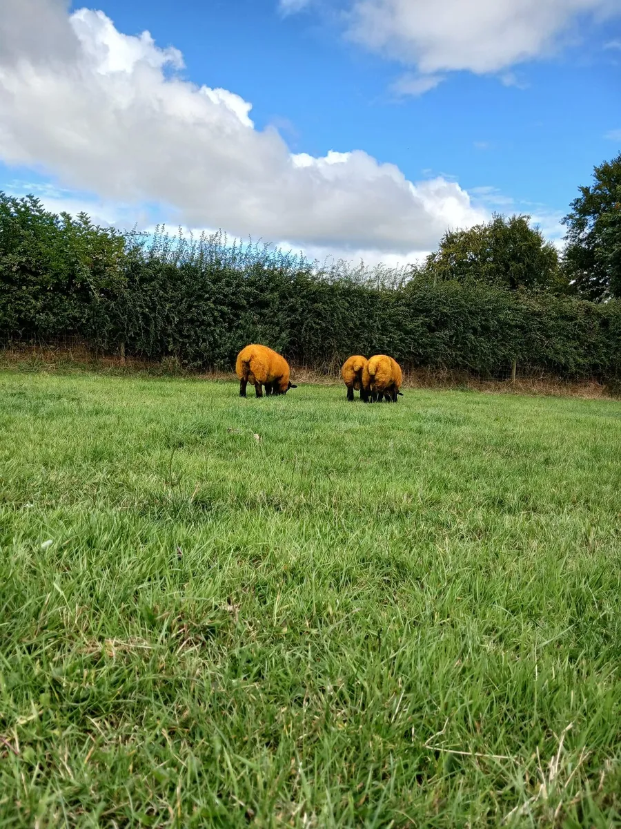 PEDIGREE SUFFOLK RAM LAMBS - Image 2