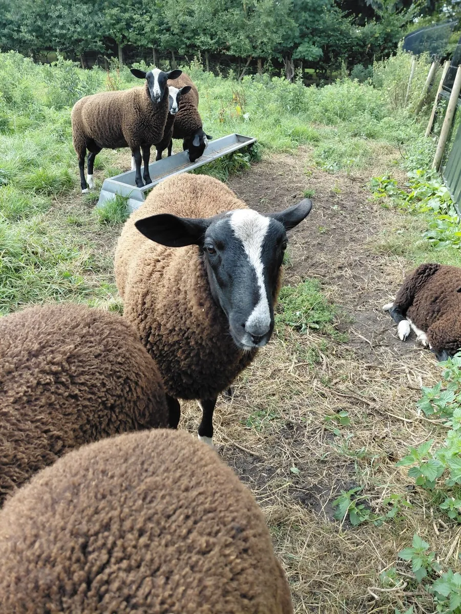 Zwartble Sheep - Image 2