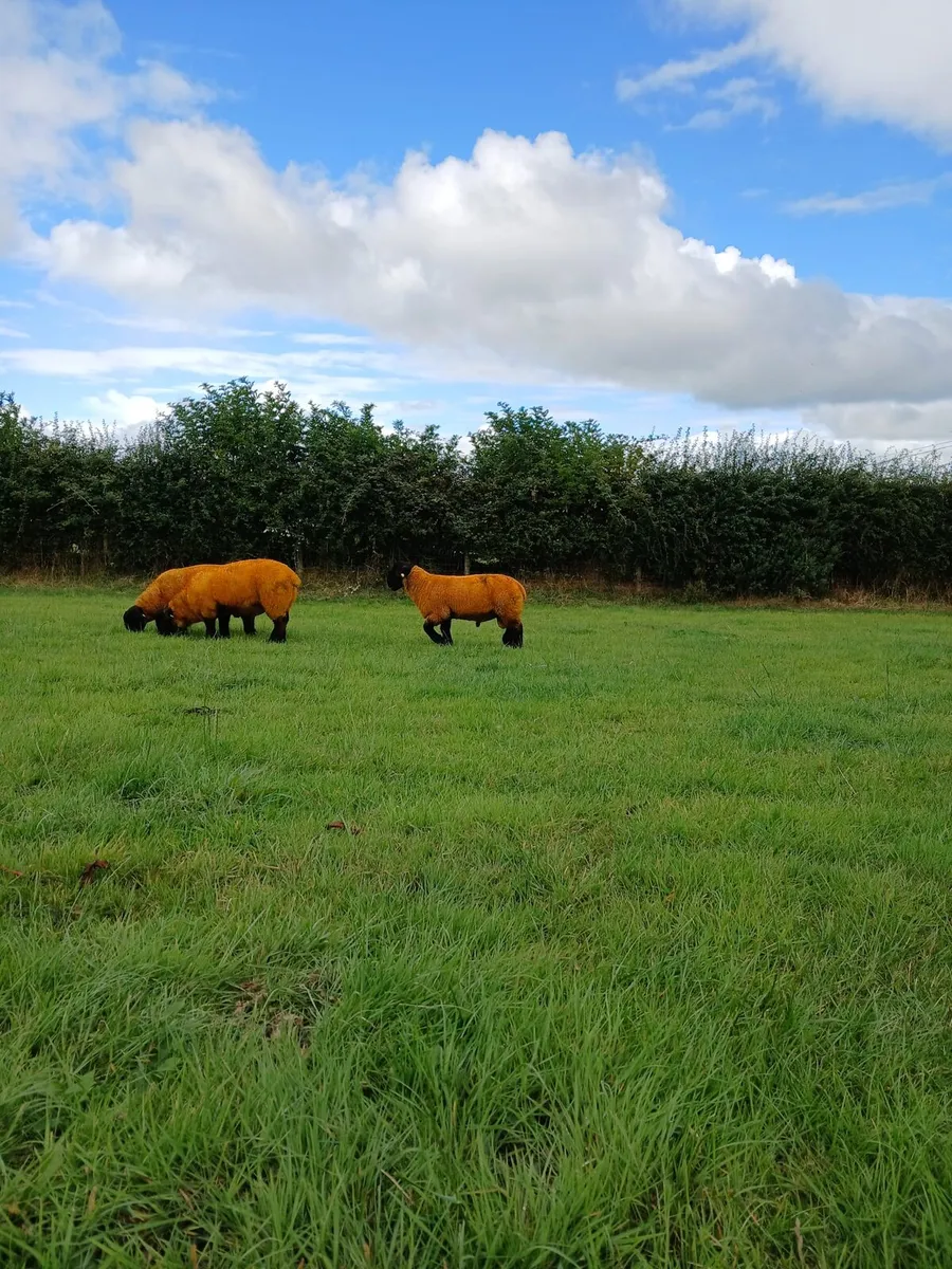 PEDIGREE SUFFOLK RAM LAMBS - Image 3