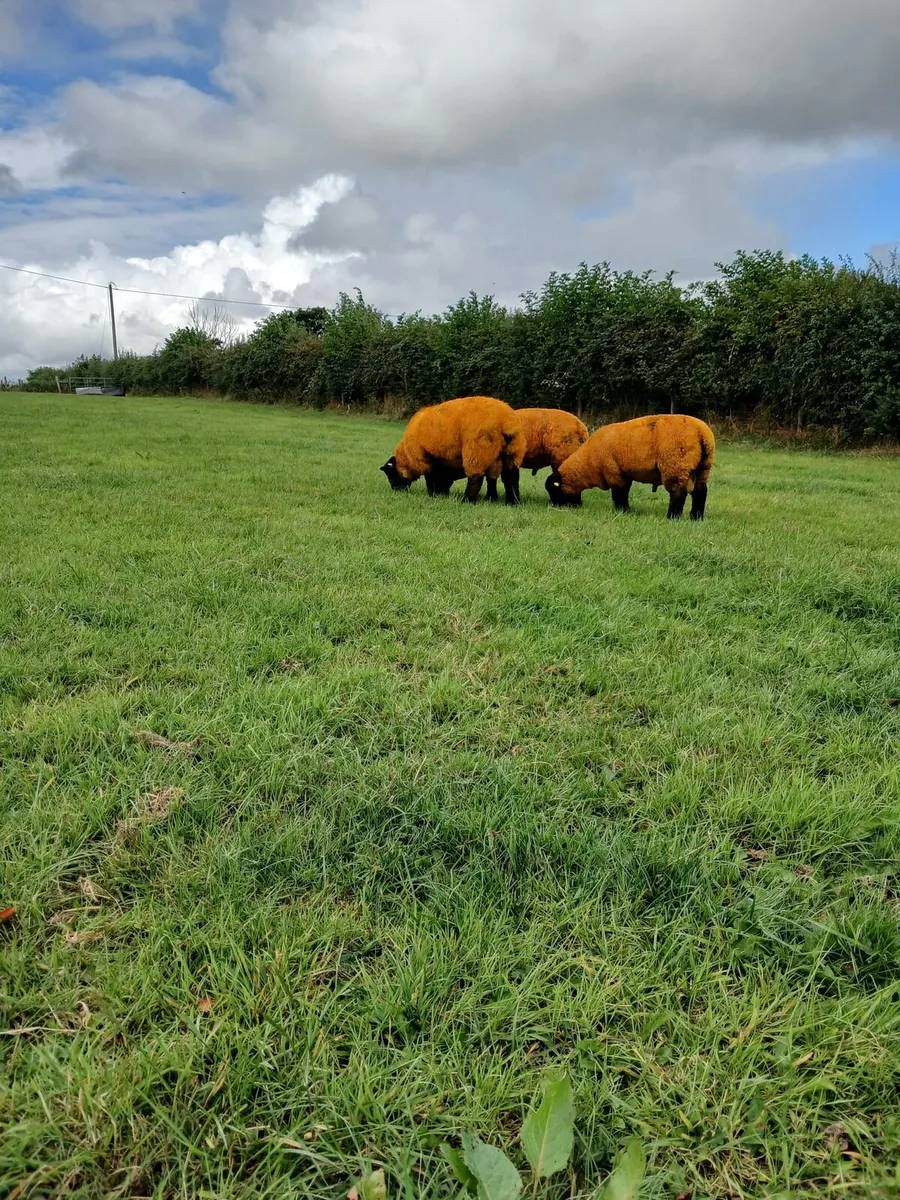 PEDIGREE SUFFOLK RAM LAMBS - Image 4