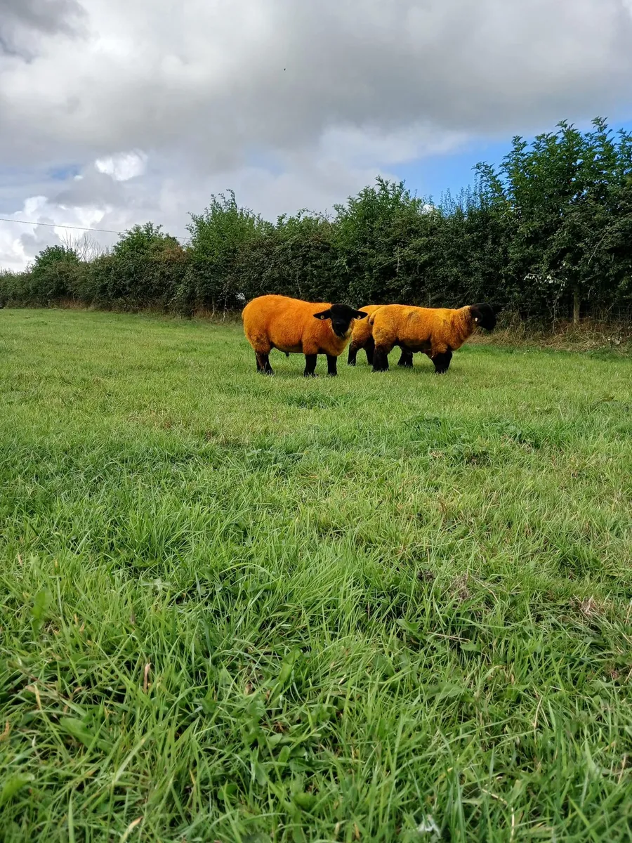 PBR SUFFOLK RAM LAMBS - Image 1