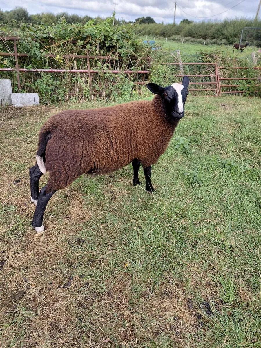Zwartble Sheep - Image 4