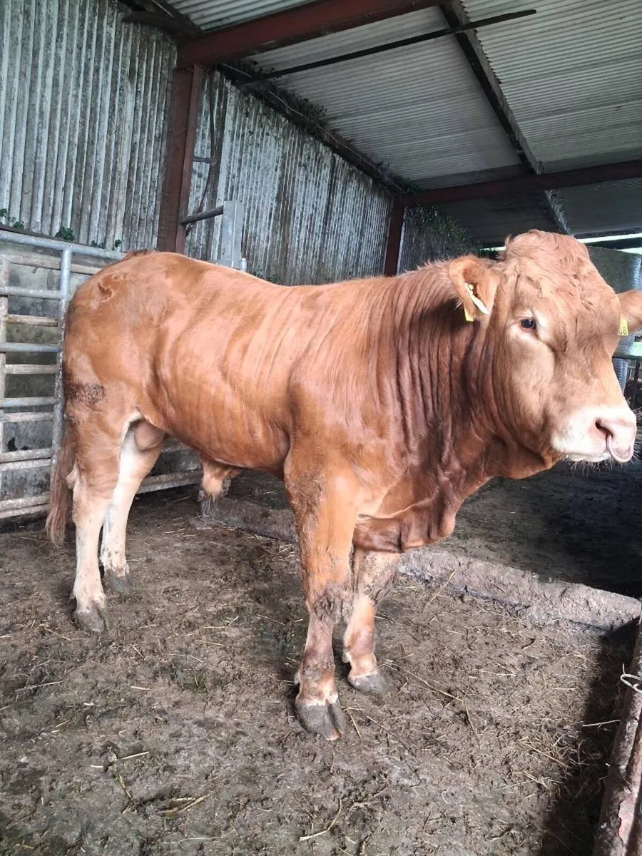 PB LM BULL - Image 4