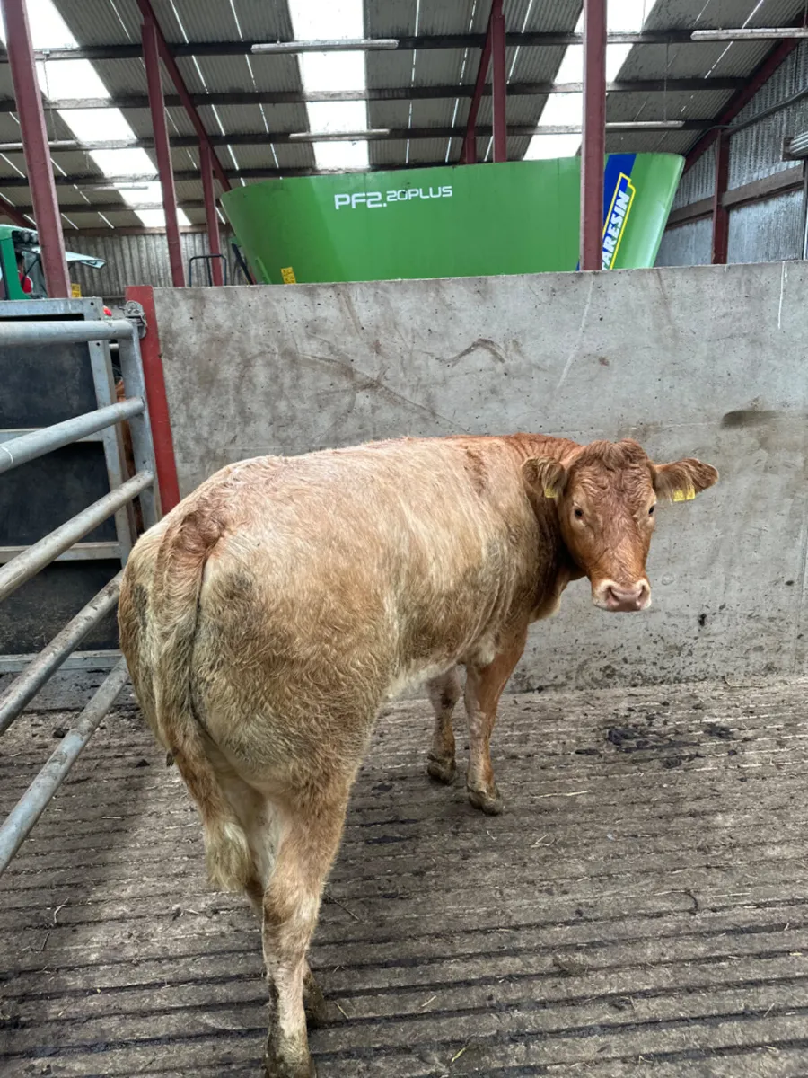 Roaned heifer - Image 1