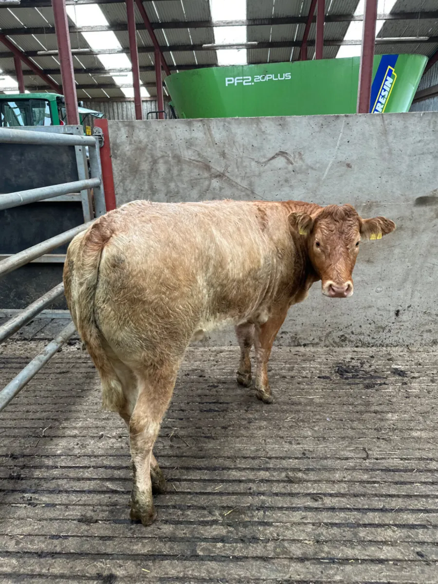 Roaned heifer - Image 2