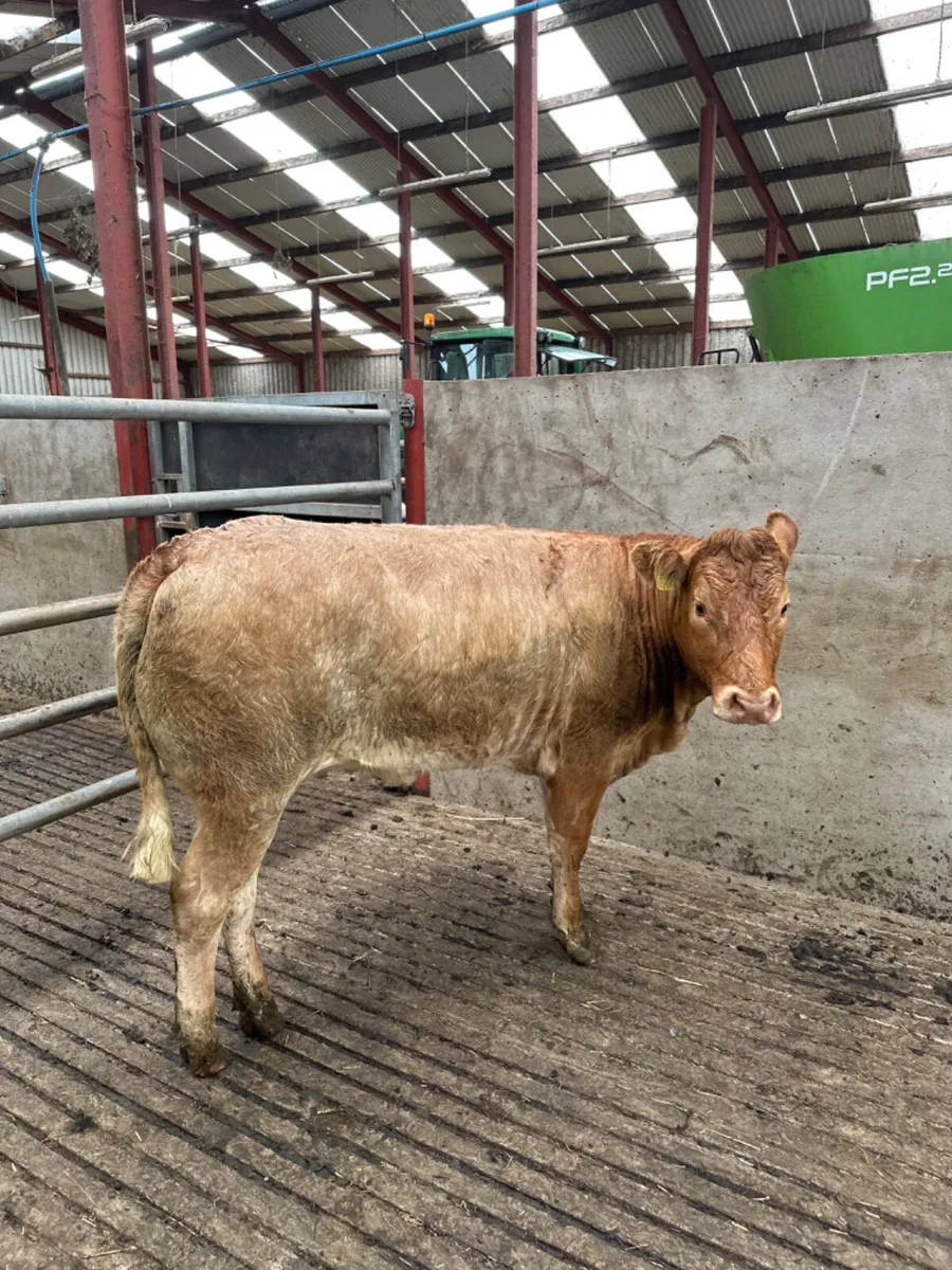Roaned heifer - Image 4