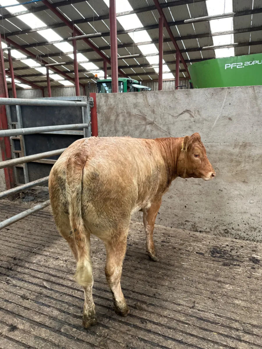 Roaned heifer - Image 3
