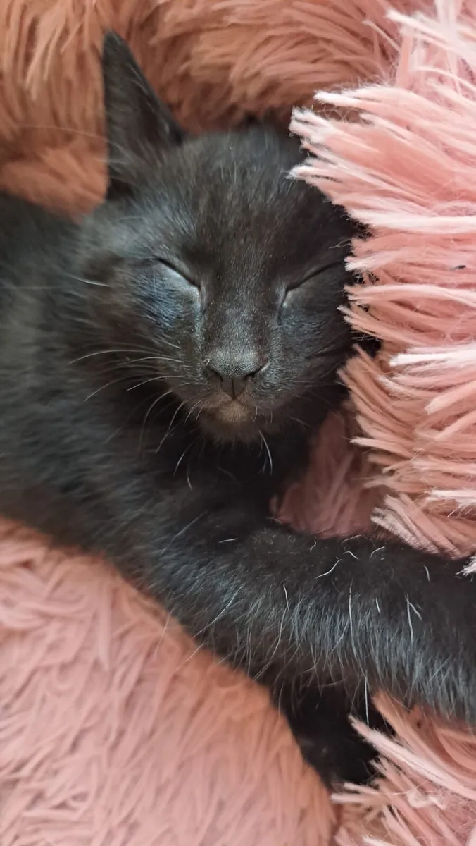 Kittens - Image 1