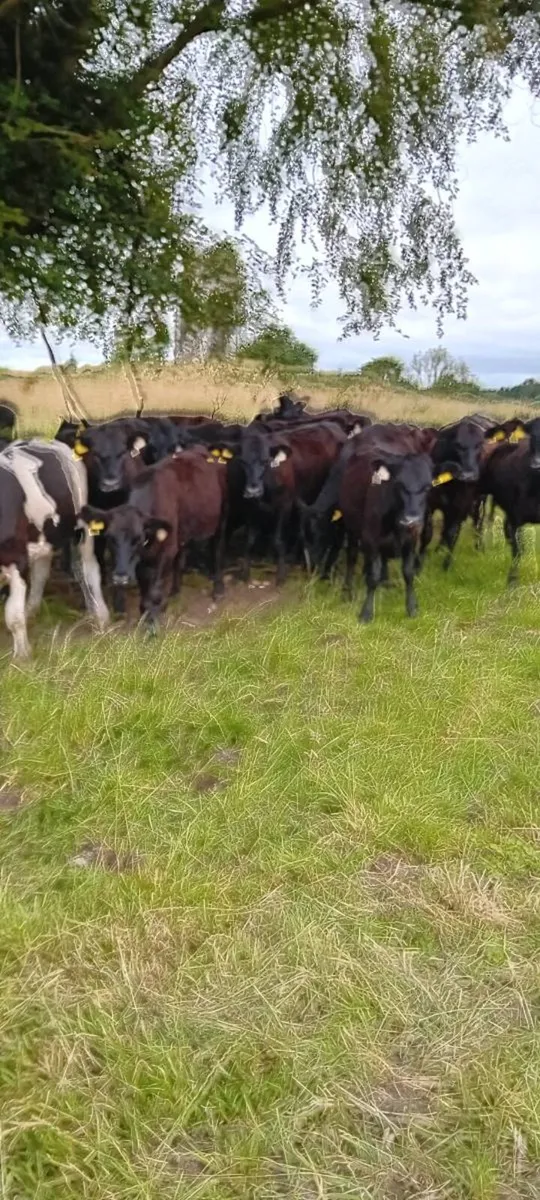 Angus heifers - Image 1