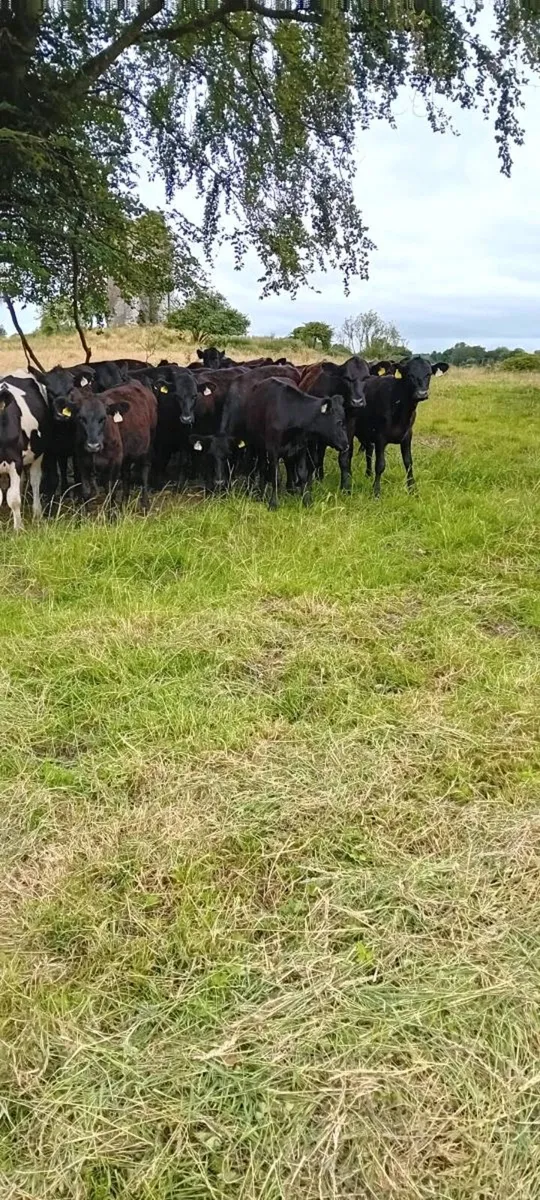 Angus heifers - Image 2