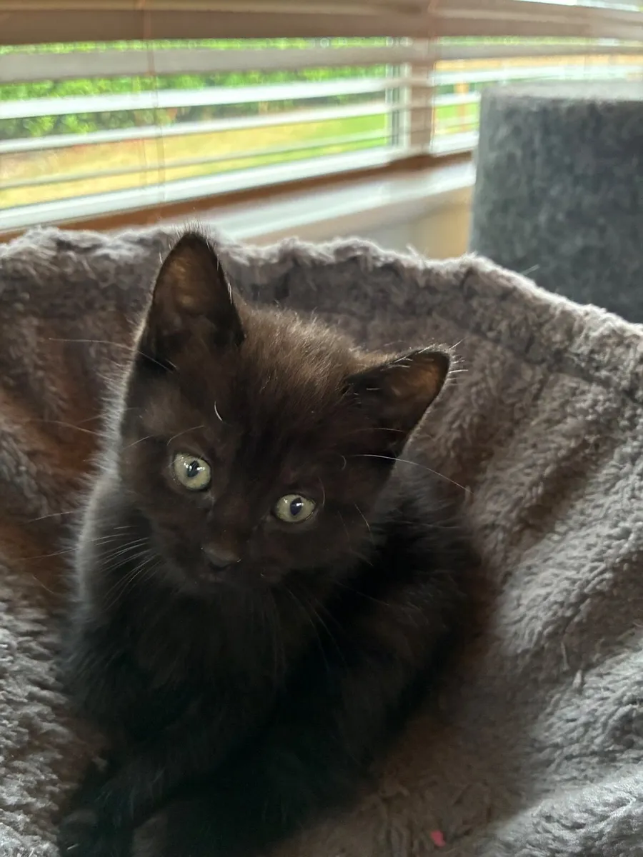 British short hair cross kittens - Image 1