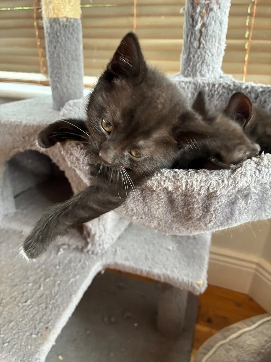 British short hair cross kittens - Image 3