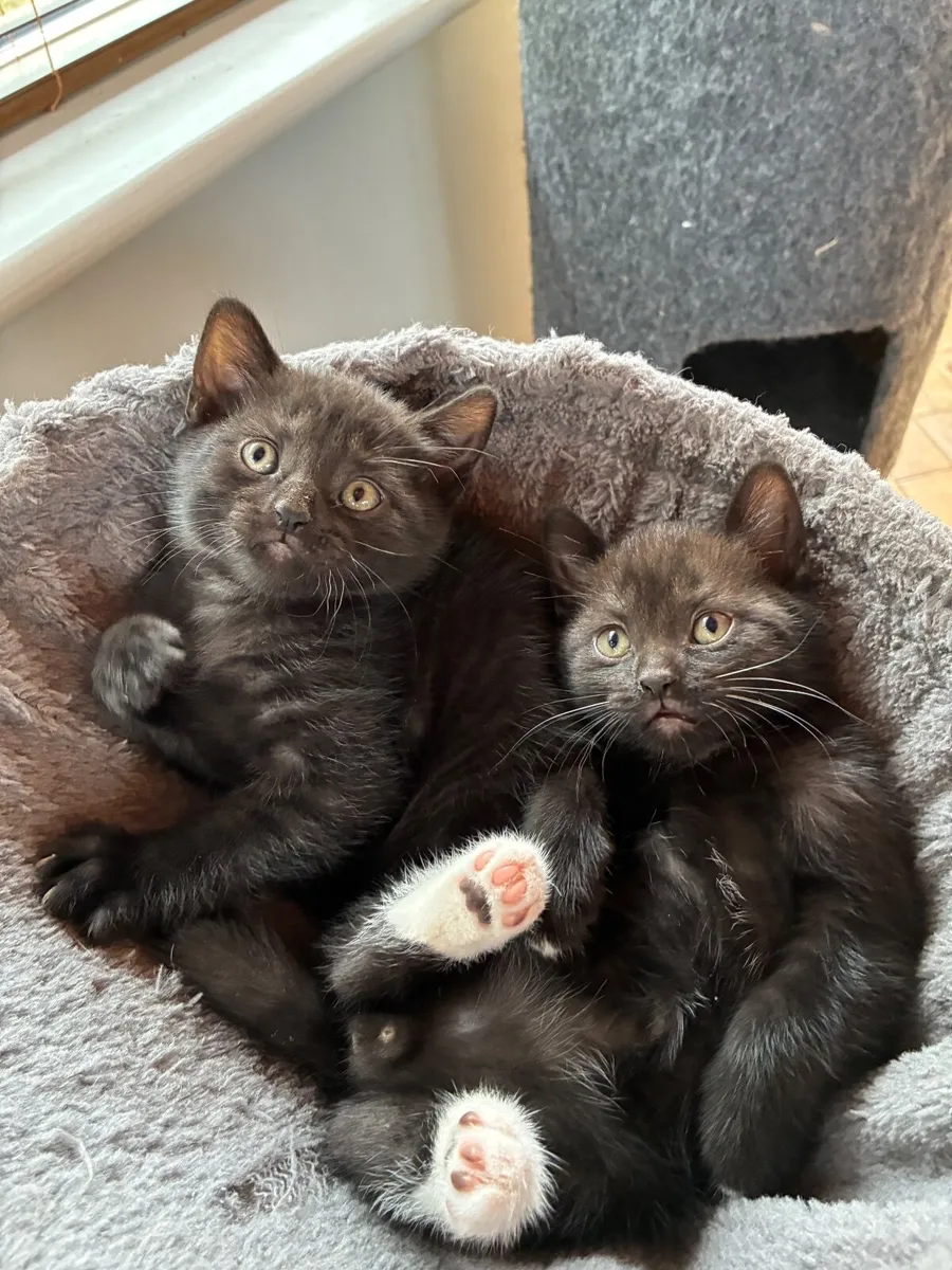 British short hair cross kittens - Image 4