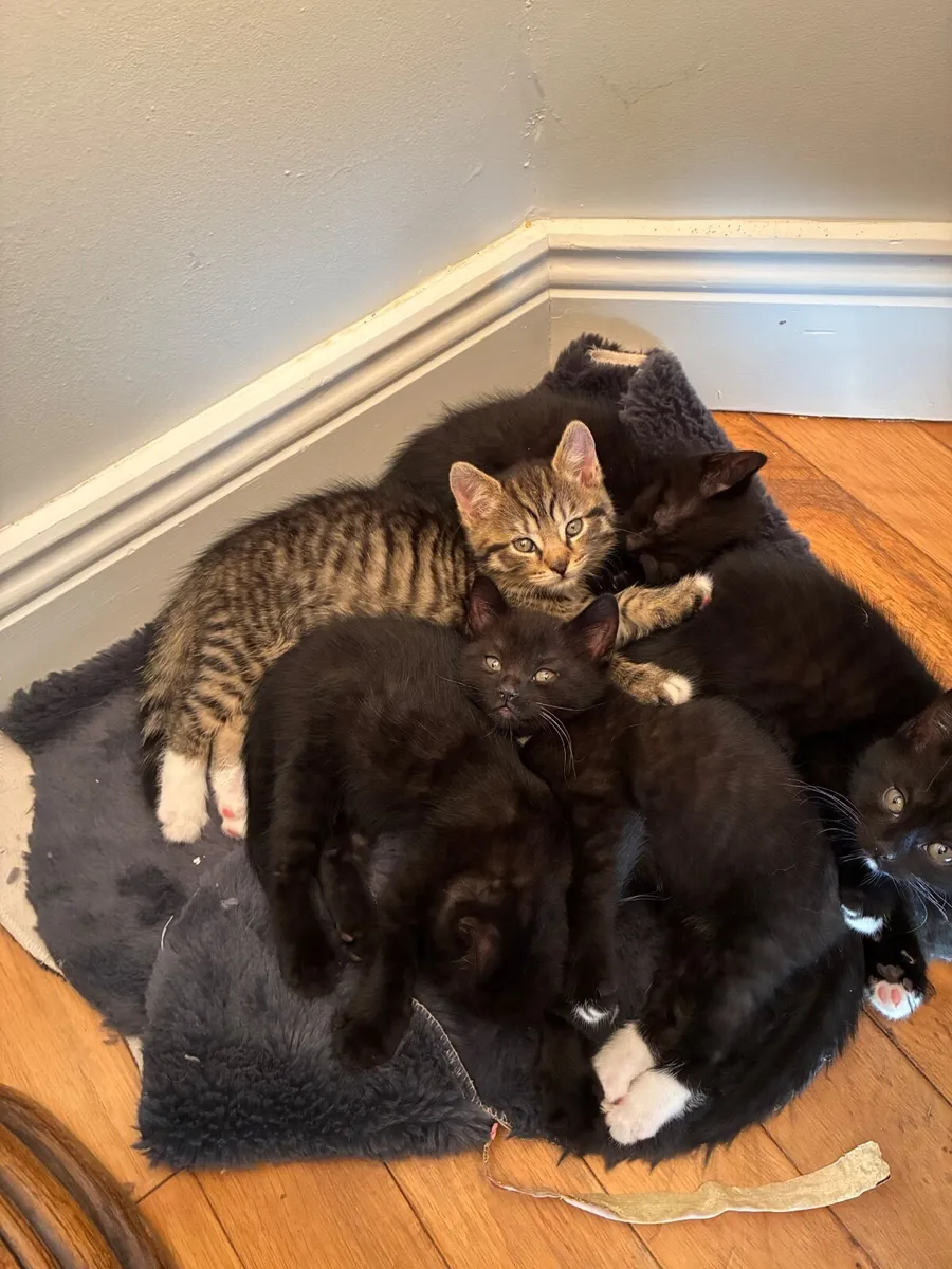 British short hair cross kittens - Image 2