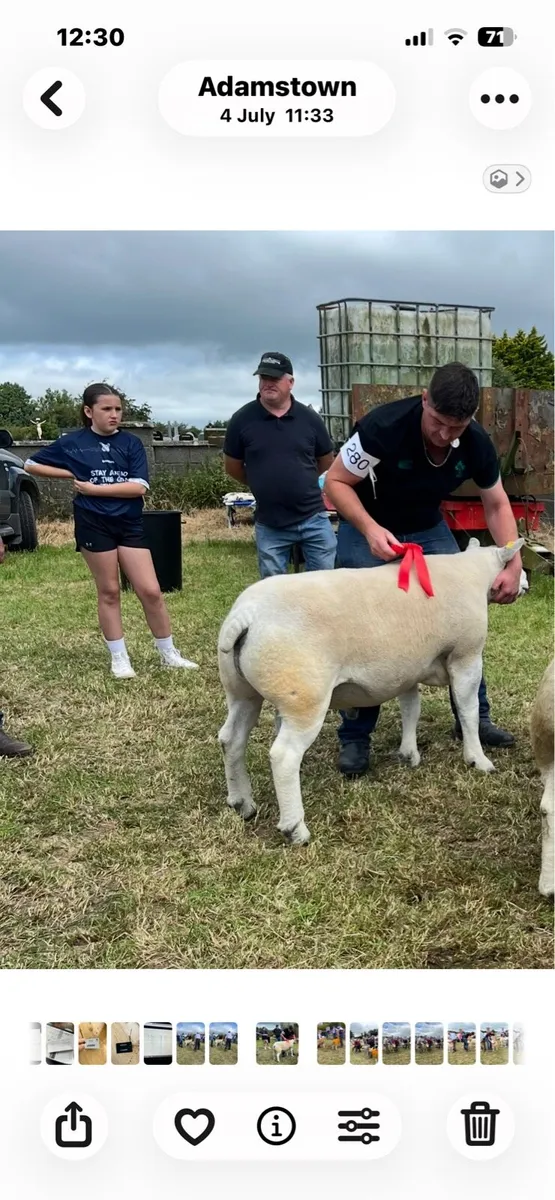 Texel Rams - Image 1