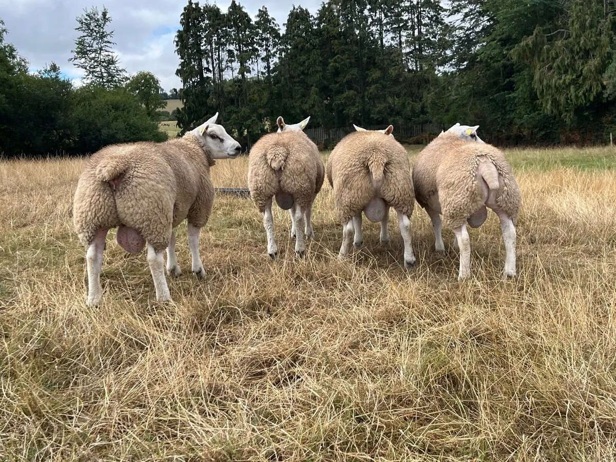 Texel Rams - Image 3