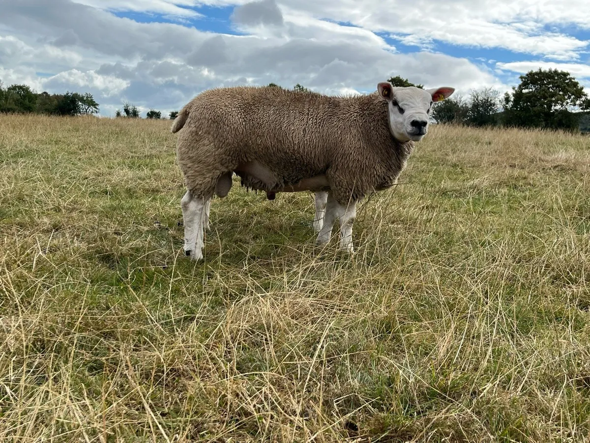 Texel Rams - Image 4